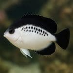 Aniołek paskowany – Genicanthus watanabei