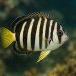 Jak przygotować akwarium na wakacje