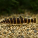 Cierniooczek Kuhla – Pangio kuhlii