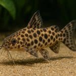 Jak przygotować akwarium na wakacje