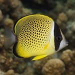 Aniołek niebieski z Koralowego Morza – Chaetodontoplus meredithi