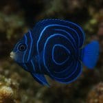 Aniołek cętkowany – Chaetodontoplus duboulayi