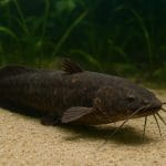 Sumik afrykański – Heterobranchus longifilis