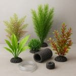 Cierniooczek sumatrzański – Pangio semicincta