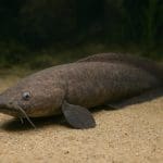 Sumik bambusowy – Clarias batrachus