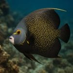 Sumik elektryczny – Malapterurus electricus