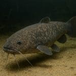 Aniołek czarnoskrzydły – Pomacanthus paru