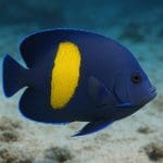 Sumik szklany sumatrzański – Kryptopterus bicirrhis