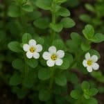 Pogostemon kimberley – Pogostemon kimberleyanus