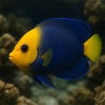 Bacopa madagascariensis – Bacopa madagascariensis