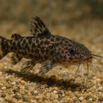 Jak prowadzić dziennik akwarystyczny