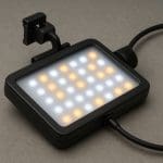 Crinum natans – Crinum natans