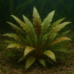 Jak stworzyć akwarium dla jednego gatunku