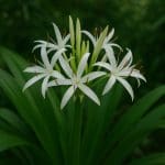 Piaskowiec paskowany – Valenciennea longipinnis