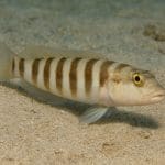 Crinum oliganthum – Crinum oliganthum