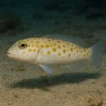 Jak stosować nawozy makro i mikroelementowe