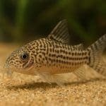 Kirys duplicareus – Corydoras duplicareus