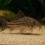 Kirys similis – Corydoras similis