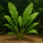 Aponogeton longiplumulosus – Aponogeton longiplumulosus