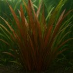 Kardynałka wielobarwna – Apogon maculatus