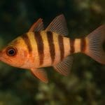 Vallisneria rubra – Vallisneria rubra