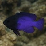 Kardynałka wielobarwna – Apogon maculatus