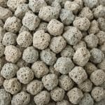 Vallisneria torta – Vallisneria torta