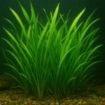 Vallisneria torta – Vallisneria torta