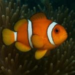 Błazenek pomarańczowopłetwy – Amphiprion akindynos