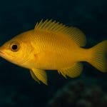 Basslet koralowy – Liopropoma mowbrayi