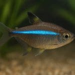 Kąsacz diamentowy – Moenkhausia pittieri