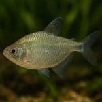 Kąsacz niebieski – Hyphessobrycon cyanotaenia