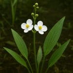 Sagittaria graminea – Sagittaria graminea