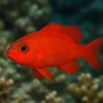 Pseudochromis niebieskooki – Pseudochromis springeri