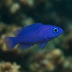 Jak prowadzić akwarium bez glonów