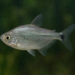 Jak prowadzić akwarium bez glonów