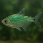Kąsacz srebrny – Moenkhausia sanctaefilomenae