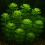 Pseudochromis żółtogłowy – Pseudochromis flavivertex