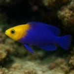 Pseudochromis różowogłowy – Pseudochromis dilectus