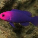 Pseudochromis żółtogłowy – Pseudochromis flavivertex