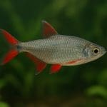 Kąsacz trójpręgi – Aphyocharax paraguayensis