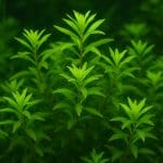 Ślizg czerwonooki – Gobiodon citrinus