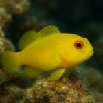 Ślizg szafirowy – Gobiodon histrio