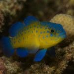 Ślizg czerwonooki – Gobiodon citrinus