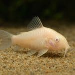 Kirys leopardzi – Corydoras julii