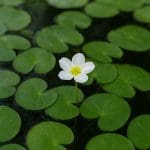 Heteranthera limosa – Heteranthera limosa