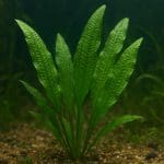 Błazenek trójpaskowy – Amphiprion tricinctus