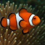 Błazenek czarnobrzuchy – Amphiprion polymnus