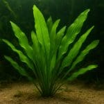 Aponogeton capuronii – Aponogeton capuronii