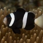 Błazenek trójpaskowy – Amphiprion tricinctus